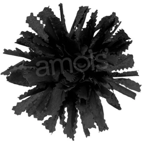 Black Marigold