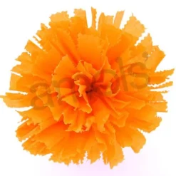 Large Golden Yellow Marigold