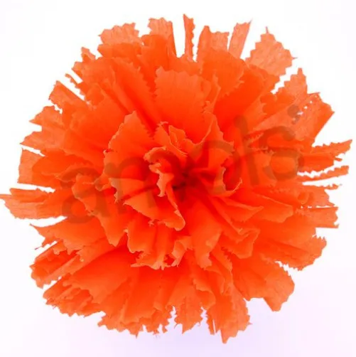 Large Orange Marigold