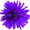 Purple Marigold