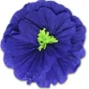 Rachel's Royal Blue Flower
