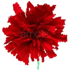 Red Marigold Flower